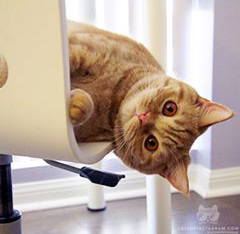 kucing